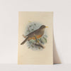 Turdus Cabanisi (1899-1902) by Henry Seebohm