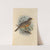 Turdus Cabanisi (1899-1902) by Henry Seebohm