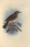 Turdus Comorensis (1899-1902)