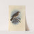 Turdus Comorensis (1899-1902) by Henry Seebohm