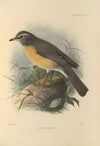 Turdus Confinis (1899-1902)