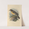 Turdus Confinis (1899-1902) by Henry Seebohm