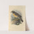 Turdus Confinis (1899-1902) by Henry Seebohm