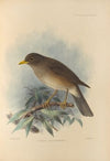 Turdus Cryptopyrrhus (1899-1902)