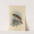 Turdus Cryptopyrrhus (1899-1902) by Henry Seebohm