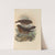 Turdus Dominicensis (1899-1902) by Henry Seebohm