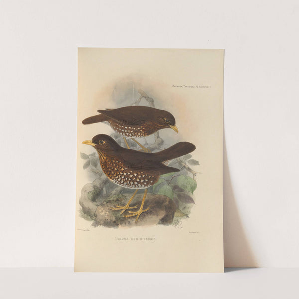 Turdus Dominicensis (1899-1902) by Henry Seebohm