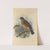 Turdus Flavirostris (1899-1902) by Henry Seebohm