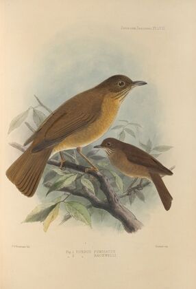 Turdus Fumigatus, Turdus Hauxwelli (1899-1902)