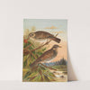 Turdus fuscatus by Johann Friedrich Naumann