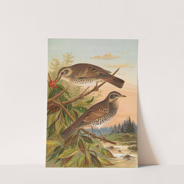 Turdus fuscatus by Johann Friedrich Naumann