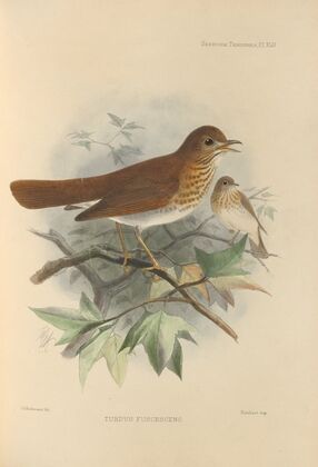 Turdus Fuscescens (1899-1902)