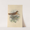 Turdus Fuscescens (1899-1902) by Henry Seebohm