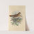Turdus Fuscescens (1899-1902) by Henry Seebohm