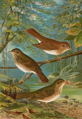 Turdus fuscescens, Turdus Pallassii, Turdus Swainsonii