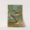 Turdus fuscescens, Turdus Pallassii, Turdus Swainsonii by Johann Friedrich Naumann