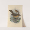 Turdus Grayii, Turdus Casius (1899-1902) by Henry Seebohm