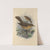 Turdus Grayii, Turdus Casius (1899-1902) by Henry Seebohm