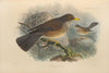 Turdus Graysoni (1899-1902)