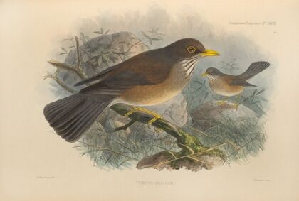 Turdus Graysoni (1899-1902)