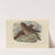 Turdus Herminieri, Turdus Sanctae-Luciae (1899-1902) by Henry Seebohm