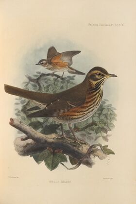 Turdus Iliacus (1899-1902)