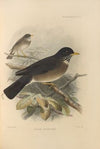 Turdus Leucauchen (1899-1902)
