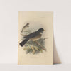 Turdus Leucauchen (1899-1902) by Henry Seebohm