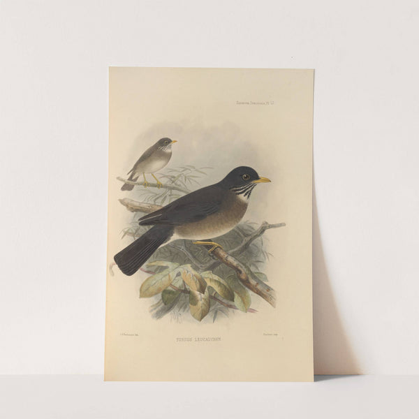Turdus Leucauchen (1899-1902) by Henry Seebohm