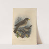 Turdus Leucomelas, Turdus Gymnophthalmus (1899-1902) by Henry Seebohm