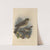 Turdus Leucomelas, Turdus Gymnophthalmus (1899-1902) by Henry Seebohm