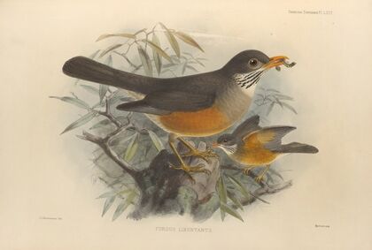 Turdus Libonyanus (1899-1902)