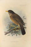 Turdus Magellanicus (1899-1902)