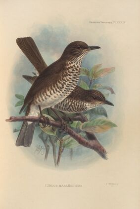 Turdus Maranonicus (1899-1902)