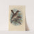 Turdus Maranonicus (1899-1902) by Henry Seebohm