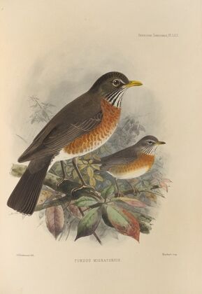 Turdus Migratorius. (1899-1902)