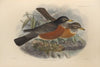 Turdus Migratorius (1899-1902)
