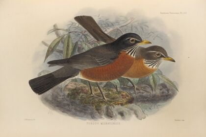 Turdus Migratorius (1899-1902)