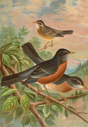 Turdus migratorius — size preview
