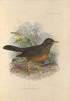Turdus Milanjensis (1899-1902)