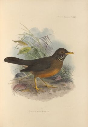 Turdus Milanjensis (1899-1902)