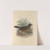 Turdus Milanjensis (1899-1902) by Henry Seebohm