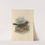 Turdus Milanjensis (1899-1902) by Henry Seebohm
