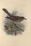 Turdus Murinus (1899-1902)