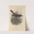 Turdus Murinus (1899-1902) by Henry Seebohm