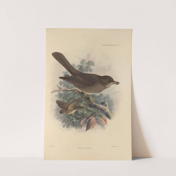 Turdus Murinus (1899-1902) by Henry Seebohm