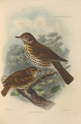Turdus Musicus (1899-1902)