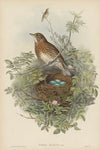 Turdus musicus. Thrush. (1862-1873)