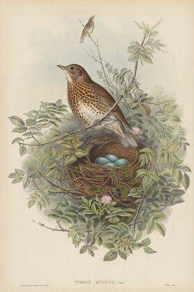 Turdus musicus. Thrush. (1862-1873)