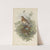 Turdus musicus. Thrush. (1862-1873) by John Gould